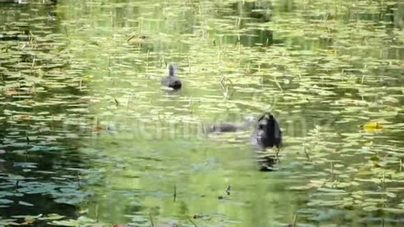 鱼是一只小鸭子漂浮在水中潜入晴天视频的预览图