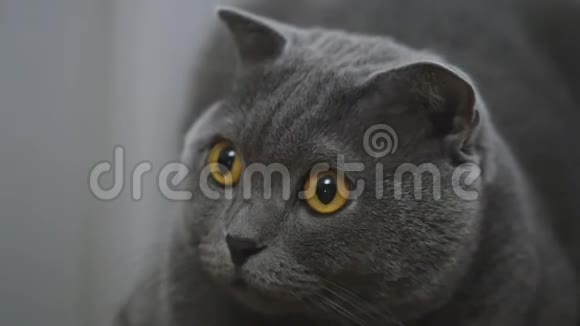 年轻的英国猫躺在椅子上看着摄像机视频的预览图