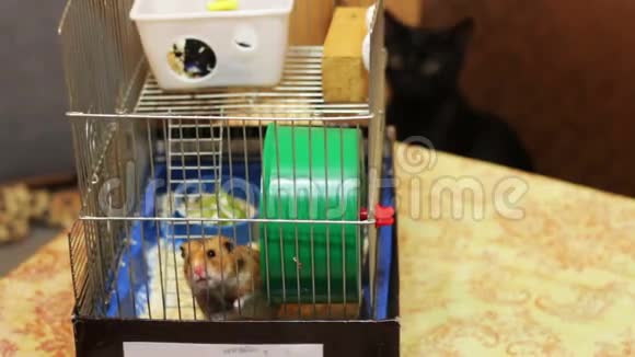 笼中的仓鼠和黑猫视频的预览图