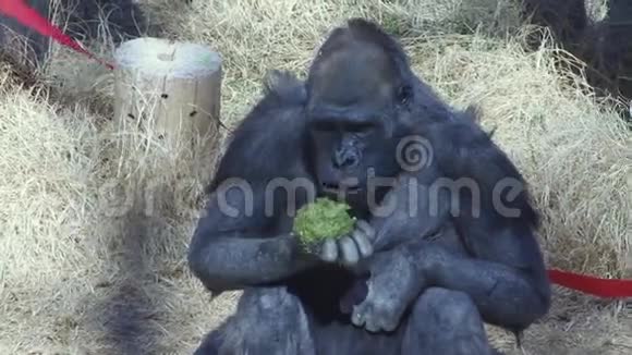 动物园大猩猩吃他的午餐视频的预览图