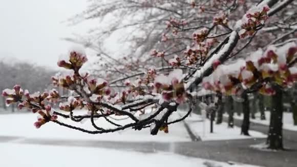 雪中的樱花或樱花芽视频的预览图