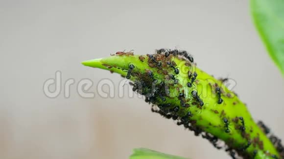 植物茎上的黑色和蚜虫视频的预览图