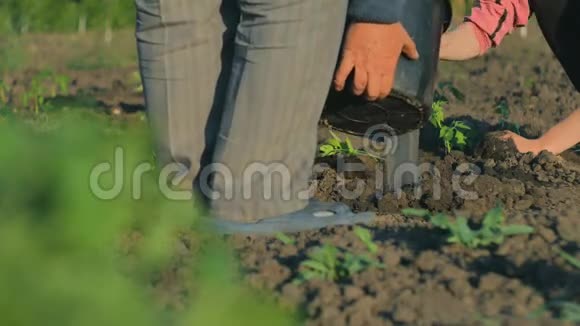 雌性手在一个蔬菜种植园里种着西红柿的嫩芽视频的预览图