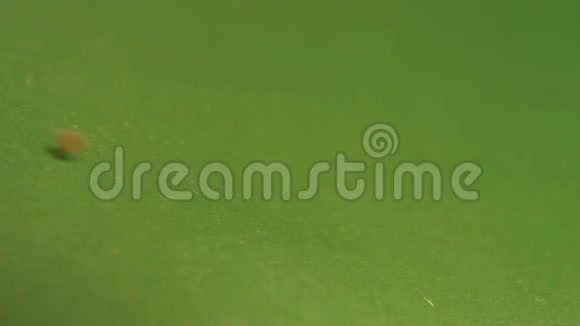 荞麦在绿色背景上慢动作特写镜头垂直平底锅2射击视频的预览图