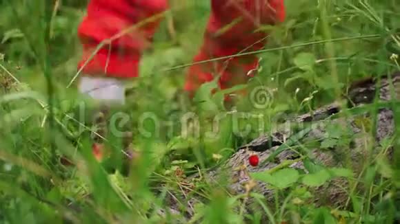 有趣的小男孩在树林里吃草莓视频的预览图
