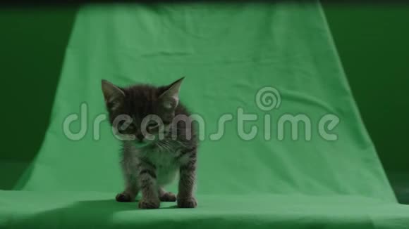 色彩斑斓背景下的小猫视频的预览图