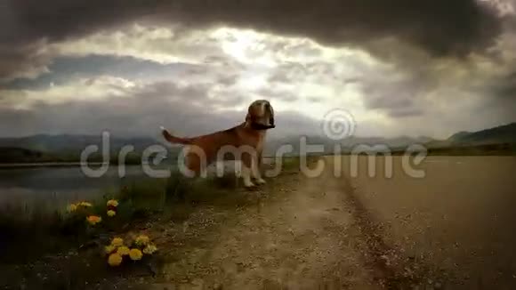 4K视频小猎犬走路时的闪电视频的预览图