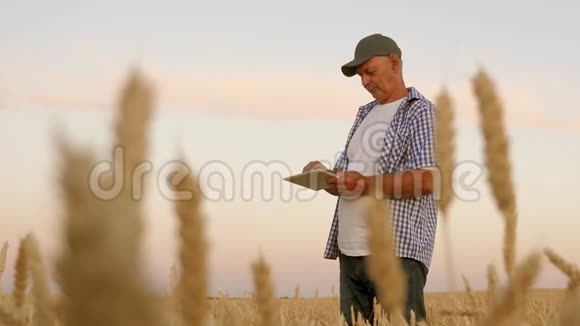 有平板电脑的商人评估粮食收成收获谷物农民带着平板电脑在麦田工作业务视频的预览图