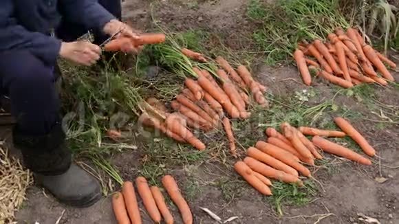 工人们正在切胡萝卜上的叶子然后把庄稼种在一堆树上视频的预览图
