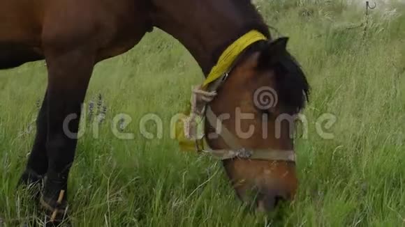 孤独美丽的棕马在绿油油的草地上特写视频的预览图