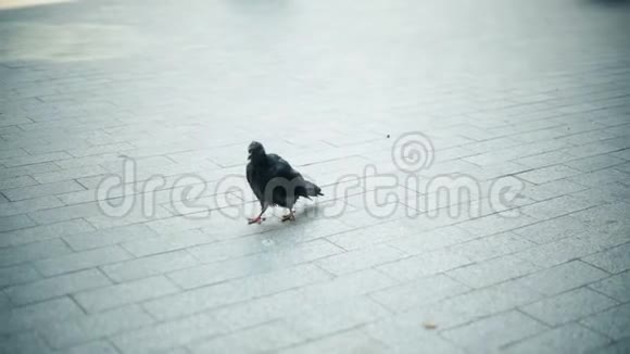 非常脏的鸽子在城市里清理羽毛和散步视频的预览图