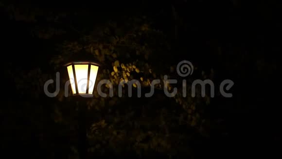 夜晚树下有路灯视频的预览图