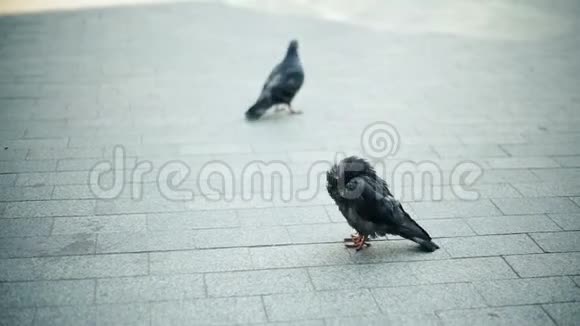 非常脏的鸽子在城市里清理羽毛和散步视频的预览图