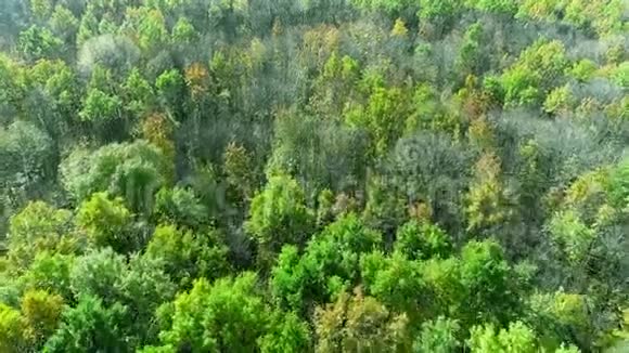 森林景观空中拍摄树木自然风光视频的预览图