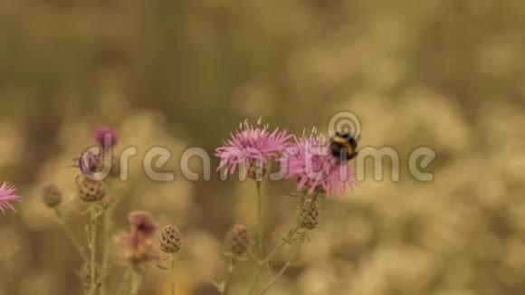 一只大黄蜂从田野花中收集花粉视频的预览图