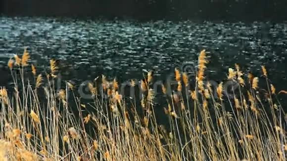 欧洲的湖岸风中芦苇视频的预览图