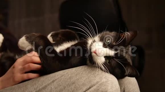 猫睡在腿上而女主人爱抚他肚子爱抚可爱小猫肚子的人美丽的黑色视频的预览图