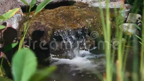 溪水从池塘里落下来四周长满了草视频的预览图
