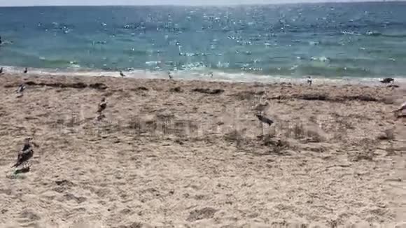 海边的海鸥晴朗的一天视频的预览图