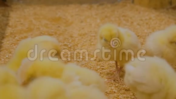动物园里可爱的困鸡视频的预览图