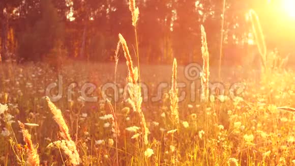 美丽的草地在神奇的阳光下视频的预览图