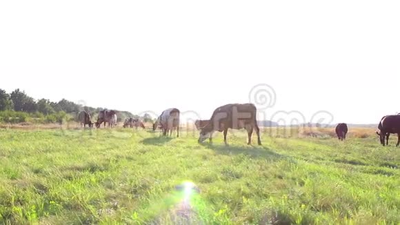 奶牛在绿草上放牧视频的预览图