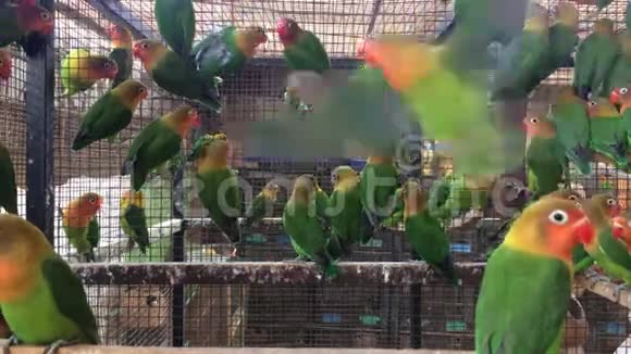 费舍尔鹦鹉群数量众多的年轻爱鸟视频的预览图