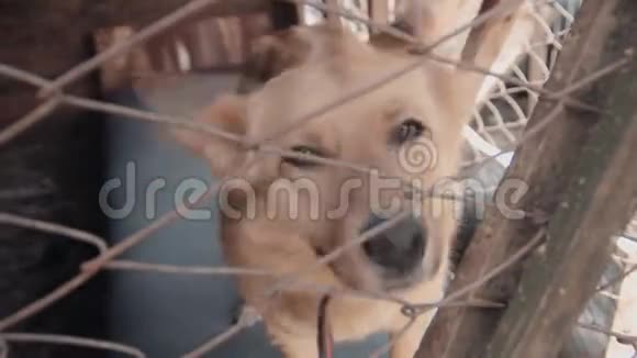 一只流浪狗在动物收容所的笼子里视频的预览图