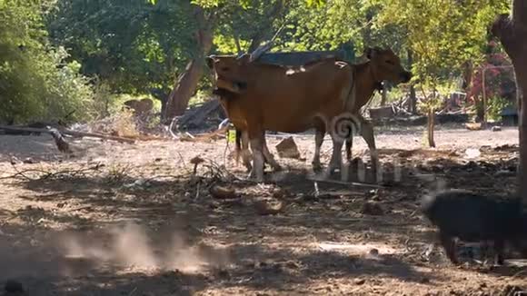 小黑猪在奶牛面前奔跑农村生活视频的预览图