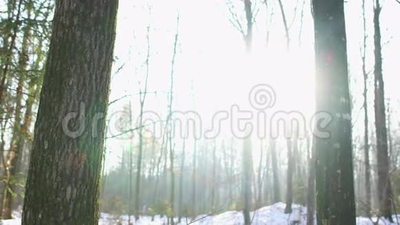 太阳在白雪皑皑的树林里多莉视频的预览图