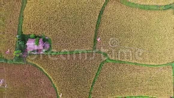 从鸟瞰越南木仓柴收获季节美丽的梯田稻田视频的预览图