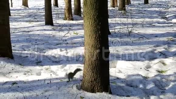 松鼠穿过树林视频的预览图