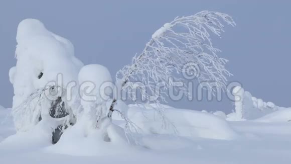 雪花和瘦树无缝环视频的预览图