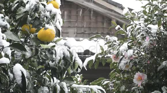 有雪的柑橘和花视频的预览图
