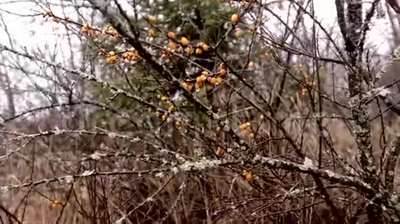 秋天的黄色浆果视频的预览图