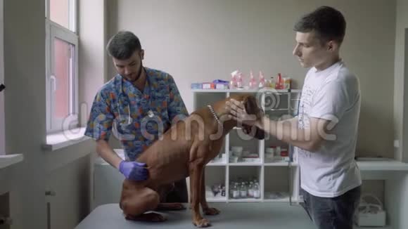 兽医检查狗的肚子视频的预览图