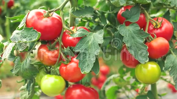温室里生长着成熟的红西红柿视频的预览图