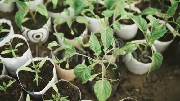 把在温室里生长的小番茄幼苗视频的预览图