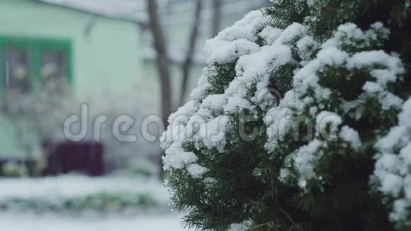 用积雪覆盖圣诞树树枝视频的预览图