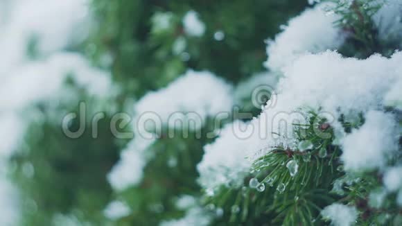 用积雪覆盖圣诞树树枝视频的预览图