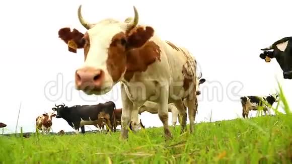 白牛看着相机从下面看视频的预览图