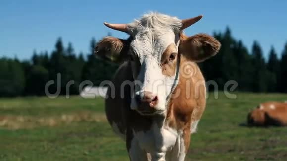 奶牛站着看着相机视频的预览图