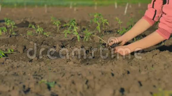 雌性手在一个蔬菜种植园里种着西红柿的嫩芽视频的预览图