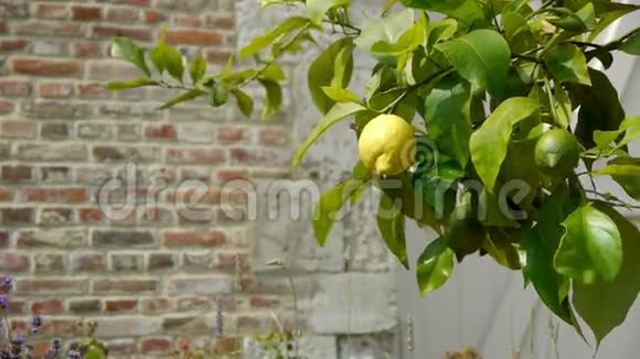 古老的植物园里的柠檬树视频的预览图