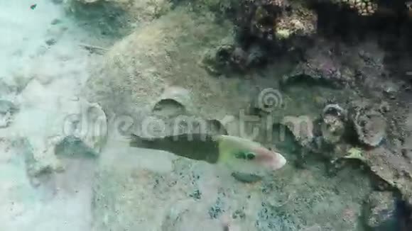 甜蜜的嘴唇鱼在水下视频的预览图