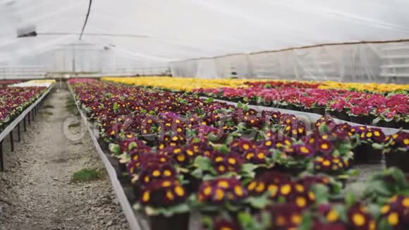4K温室内各种色彩鲜艳的花卉景观视频的预览图