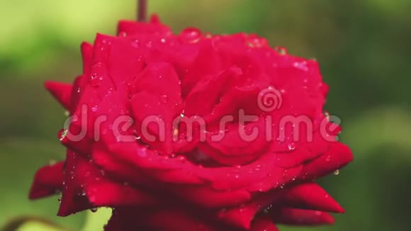 美丽的粉红色红花花园里有水滴雨中玫瑰特写动态场景调色视频视频的预览图