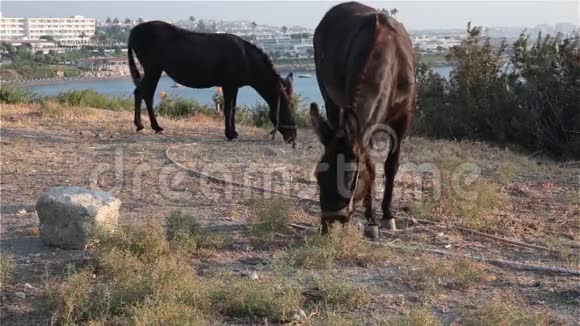 两头驴在海边吃草视频的预览图