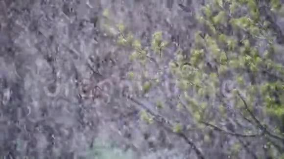 异常天气四月的春天白雪覆盖绿树和树叶慢动作视频的预览图