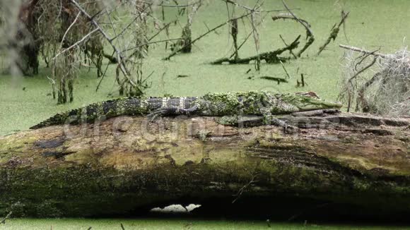 小鳄鱼晒在原木上视频的预览图
